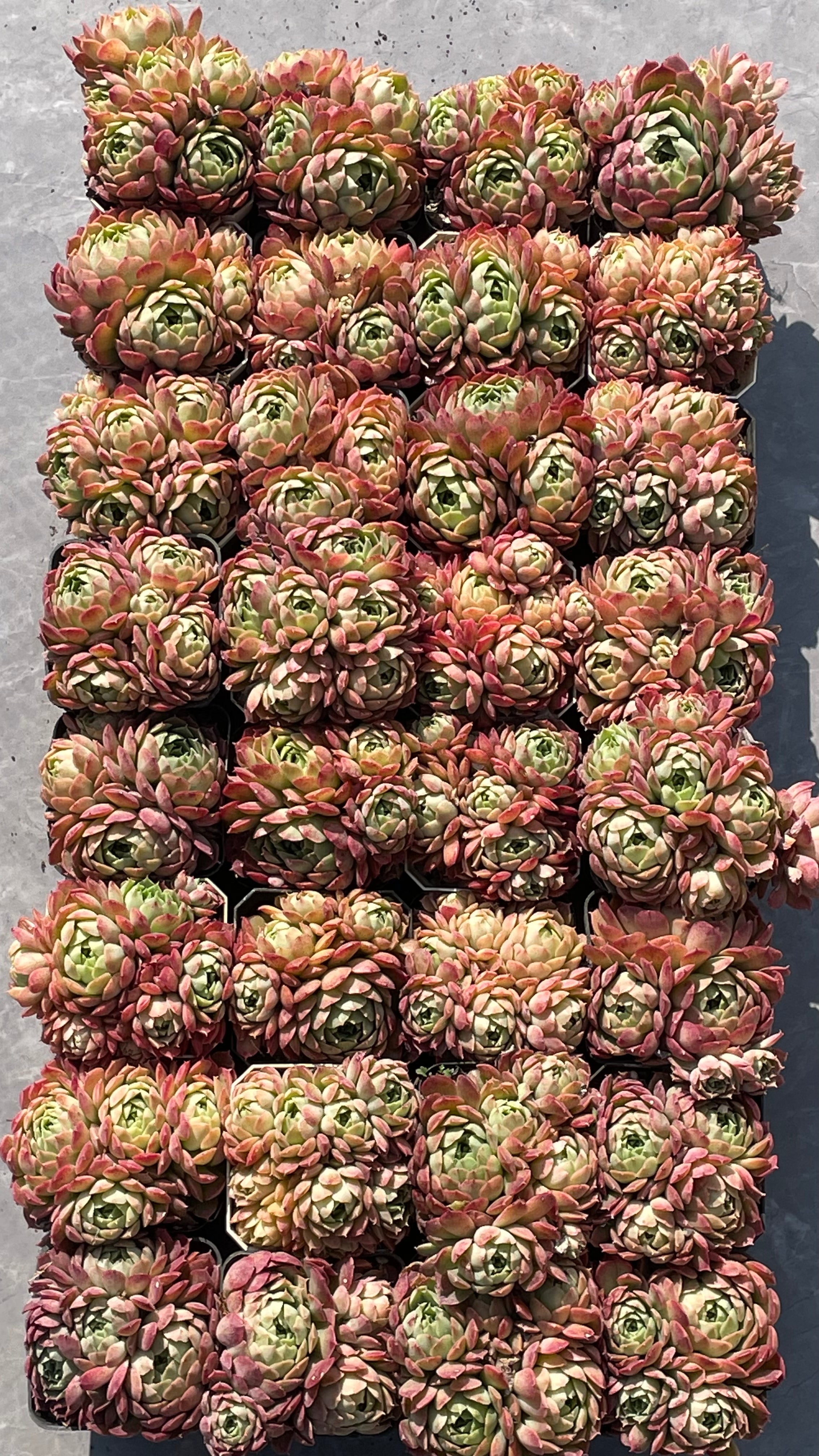 TH518 多肉植物 レッドスポットや「朱砂痣エケベリア」 （35株
