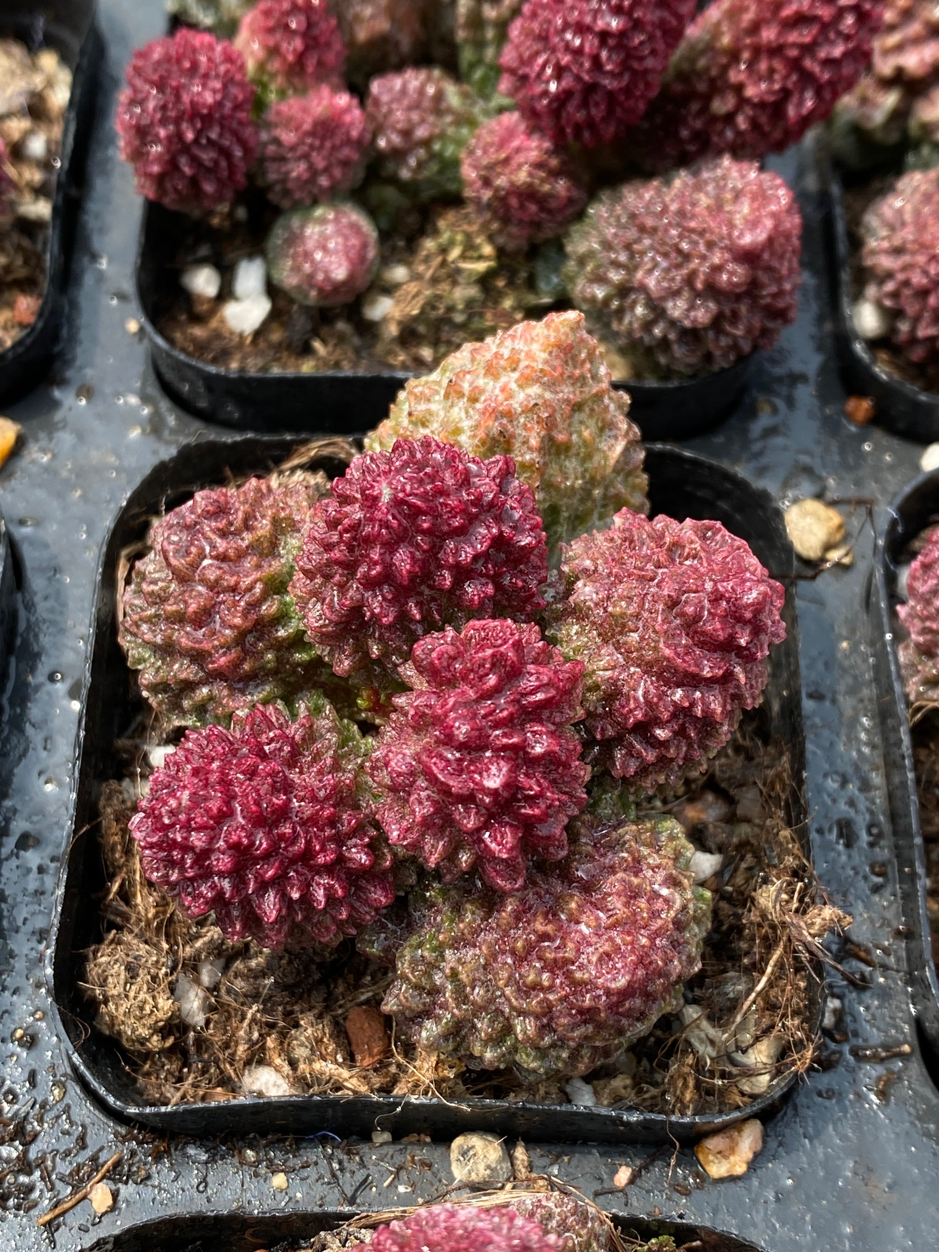 TH679 多肉植物 （30株）セット – 花のパッセージ