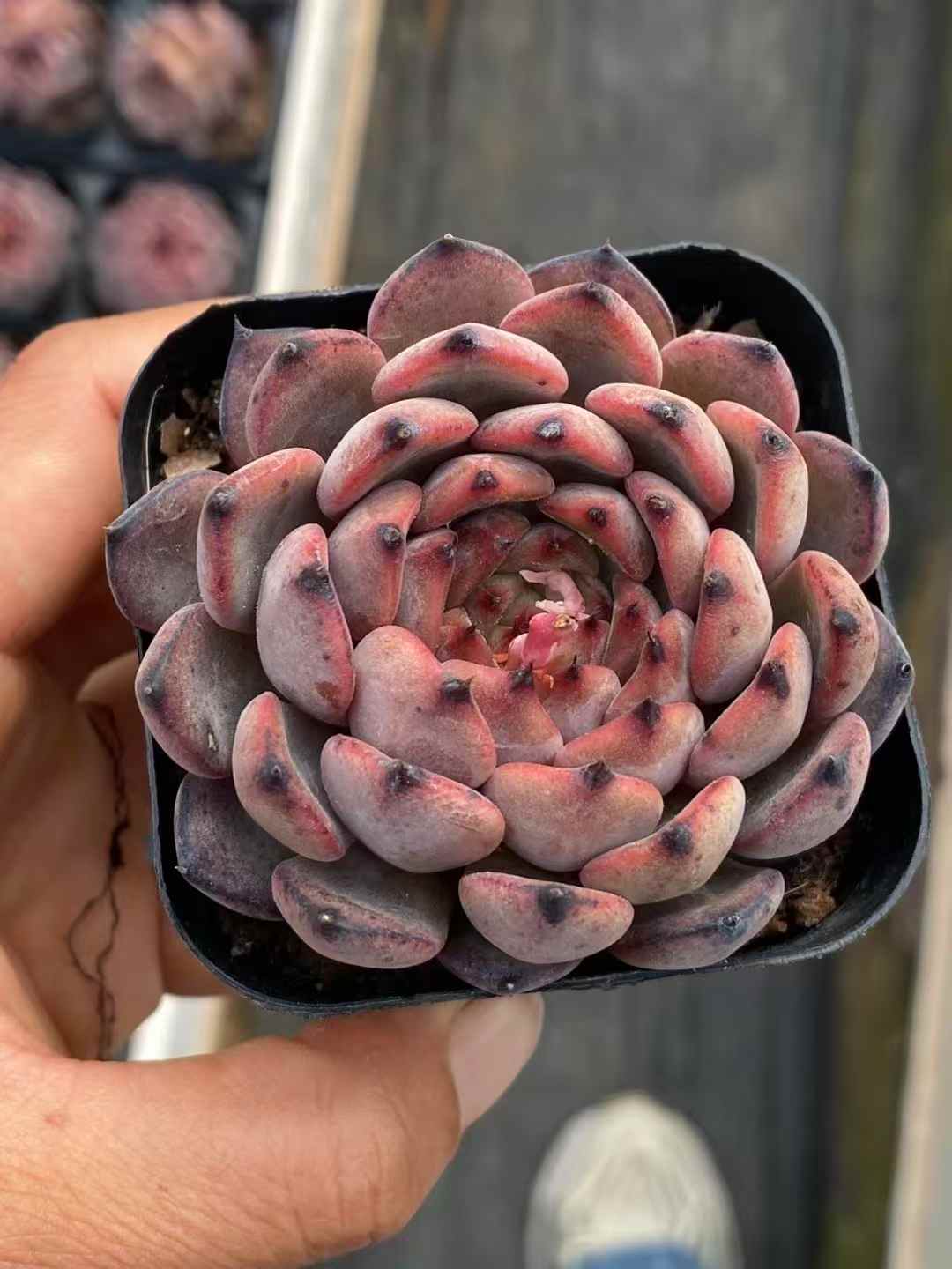 多肉植物 スターライトジェニー 30株セット 3号鉢 品番AA00027 – 花の