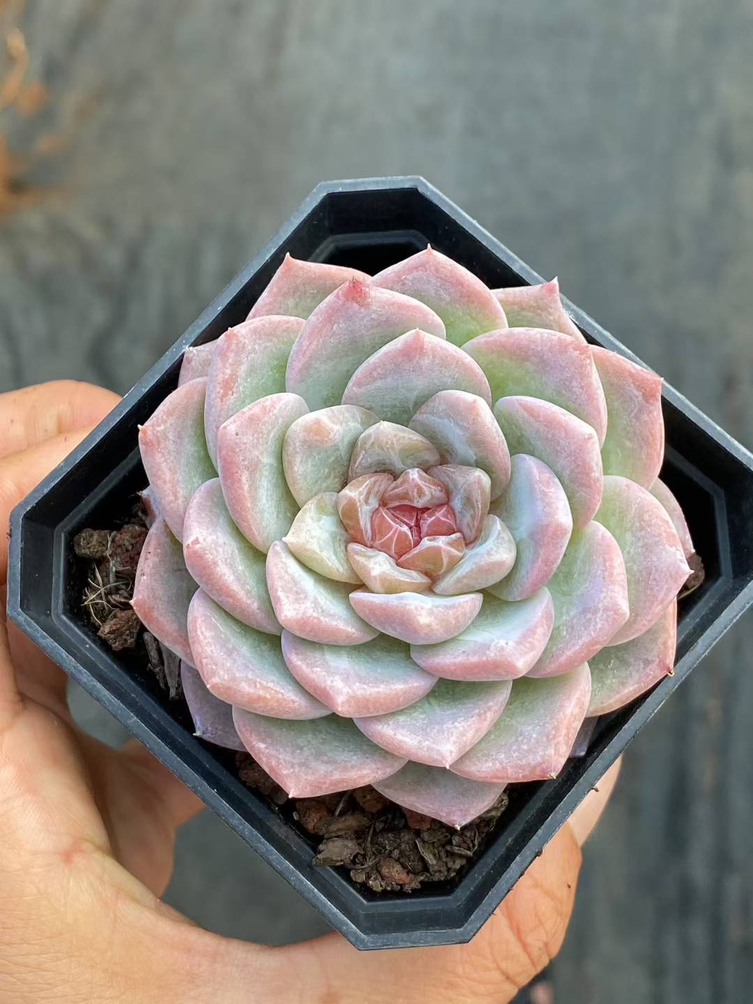 多肉植物 クリスタルロックキャンディ 50株セット 2.5号鉢 品番AA00071