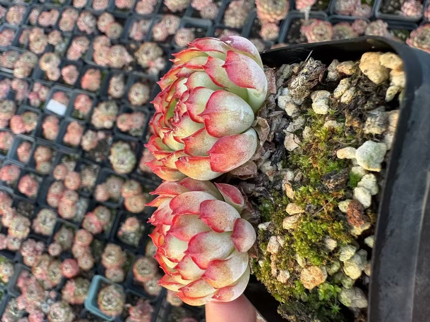 多肉植物 こいちご 50株セット 2.5号鉢 品番AD00047 – 花のパッセージ