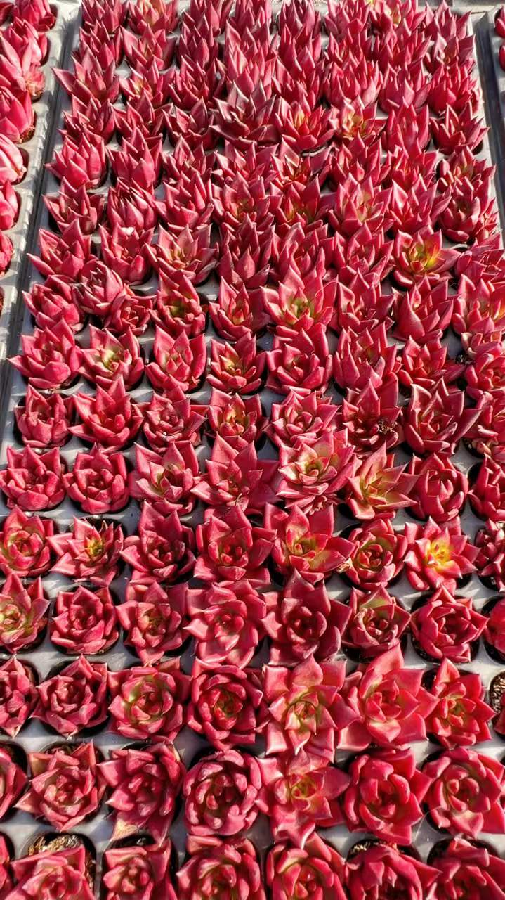 多肉植物 ロビン 105株セット 品番AH00005 – 花のパッセージ