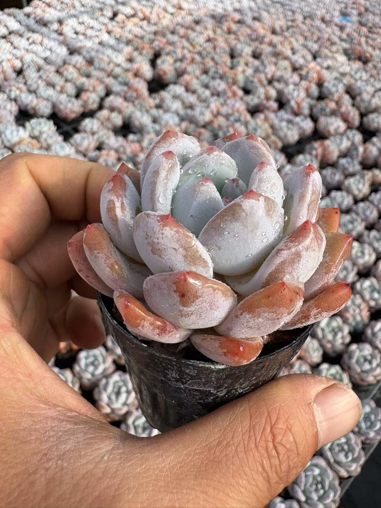 多肉植物 こうすいマリリン 50株セット 2号鉢 品番AD00031 – 花の