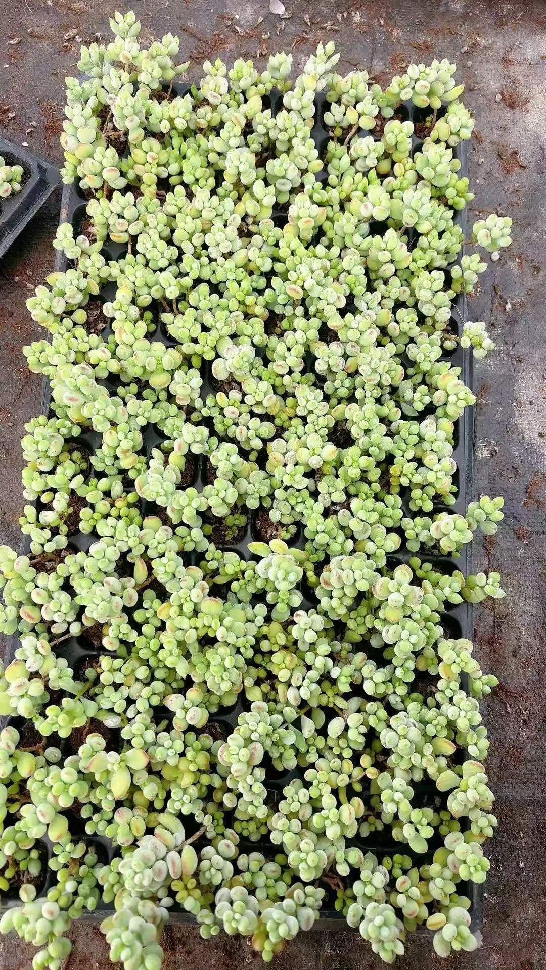 超希少 P.K.S.F Pさん苗 命名株 2個セット 札付き 多肉植物 超希少