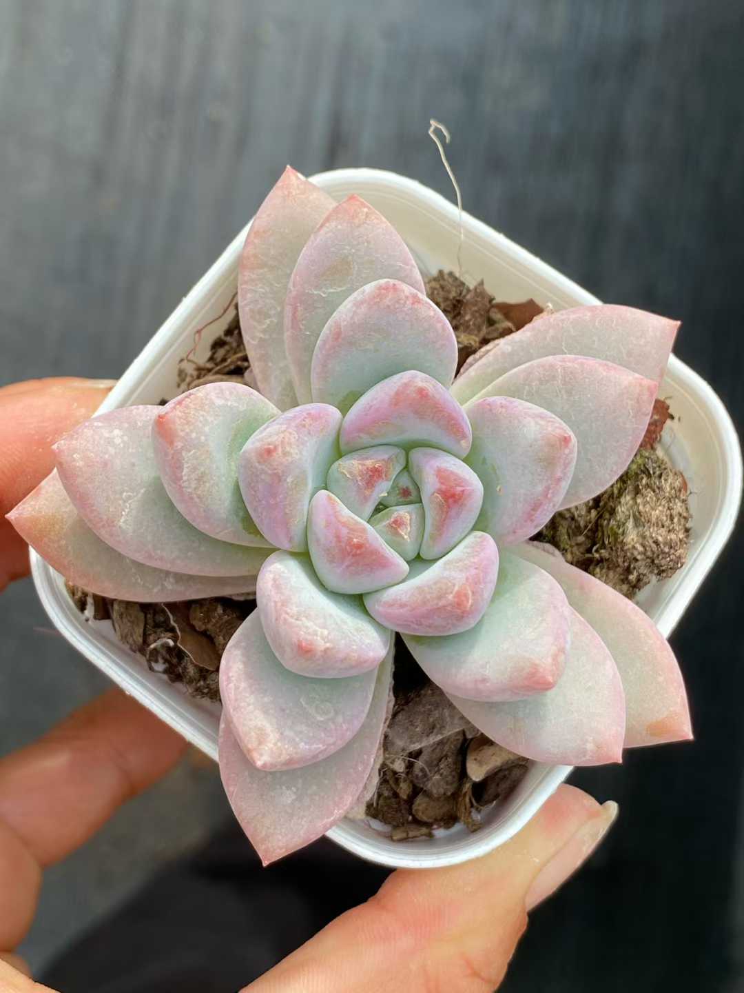 多肉植物 サクラ・スノー・ソウトウ 24株セット 2.5号鉢 品番AA00110