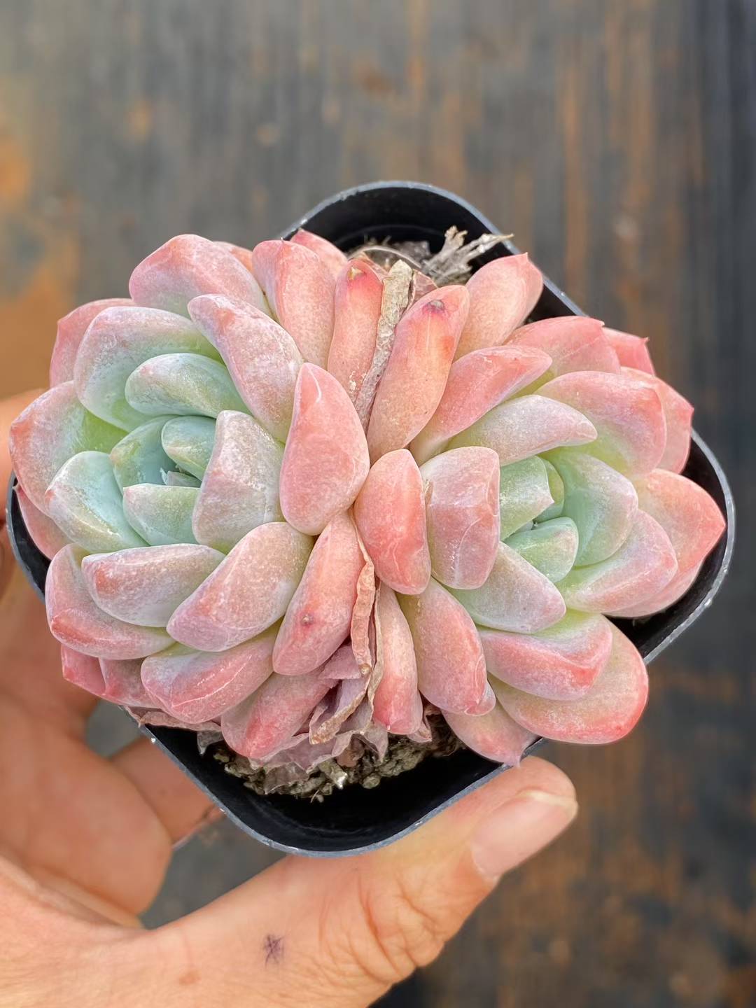 多肉植物 コウム 50株セット 2.5号鉢 品番AA00060 – 花のパッセージ