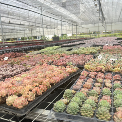 多肉植物