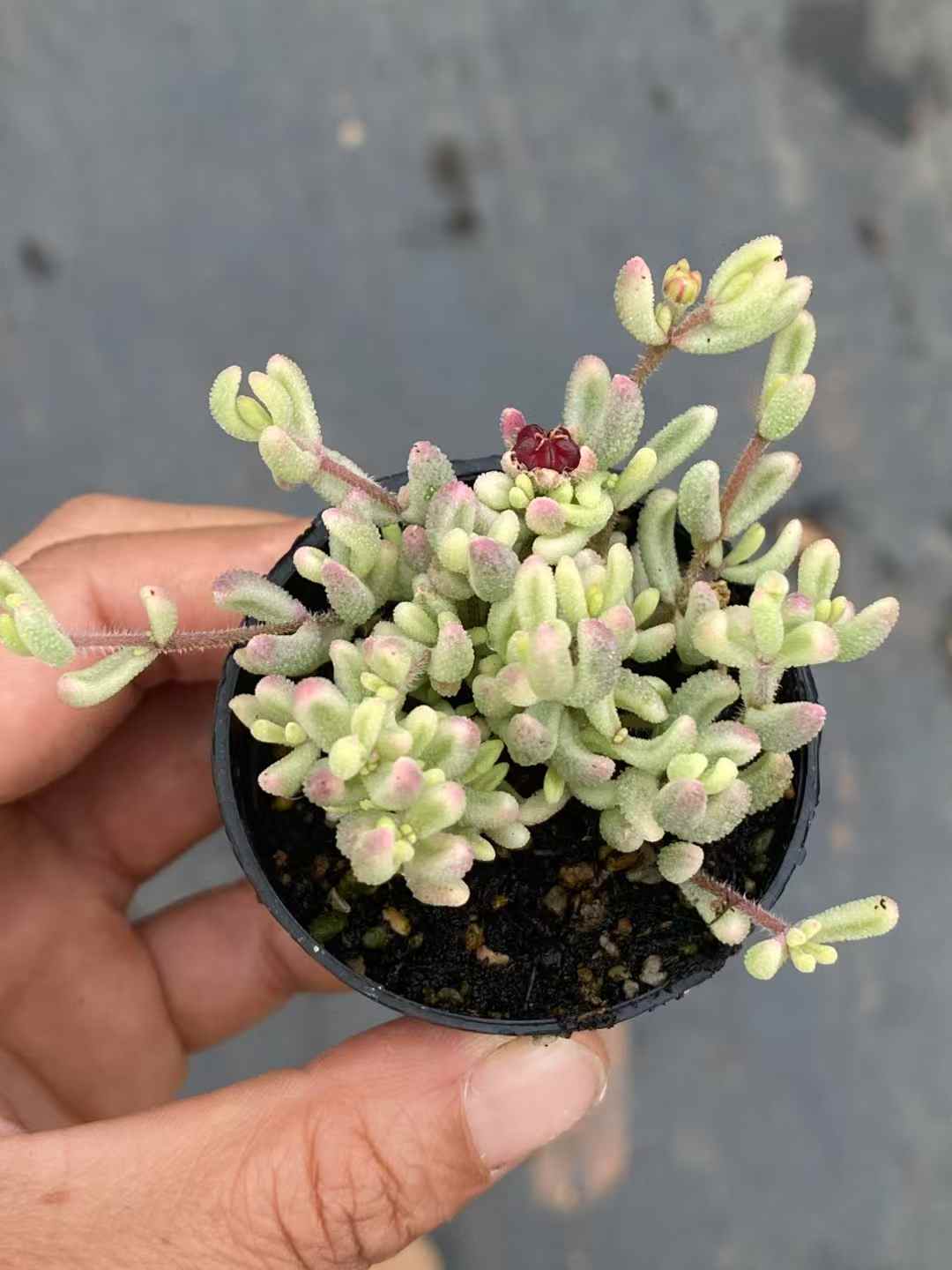多肉植物 ルビー・ニシキ 50株セット 2号鉢 品番AA00005