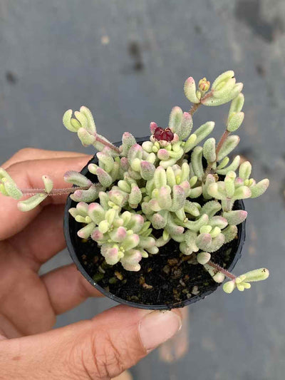 多肉植物 ルビー・ニシキ 50株セット 2号鉢 品番AA00005