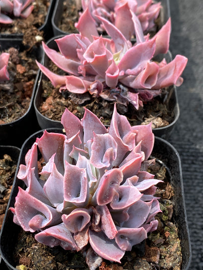 TH675     多肉植物   Pink nose  （48株）セット