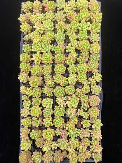 多肉植物 シャングリラ 105株セット 品番AB0019