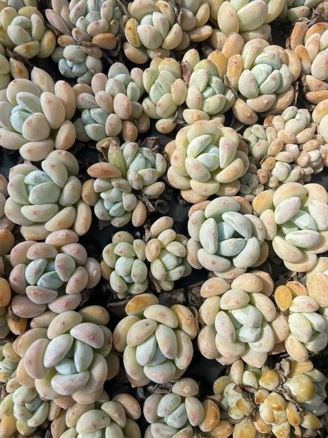 多肉植物 レイコウ 128株セット 品番AB0122