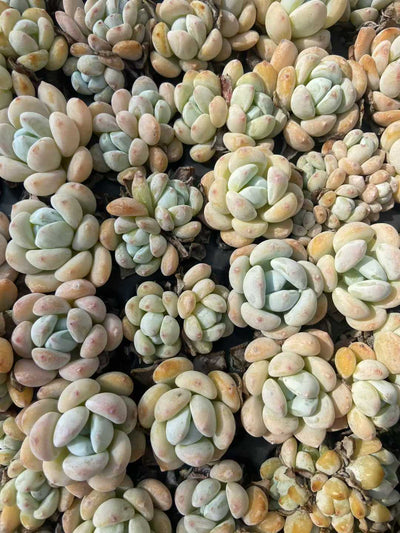 多肉植物 レイコウ 128株セット 品番AB0122
