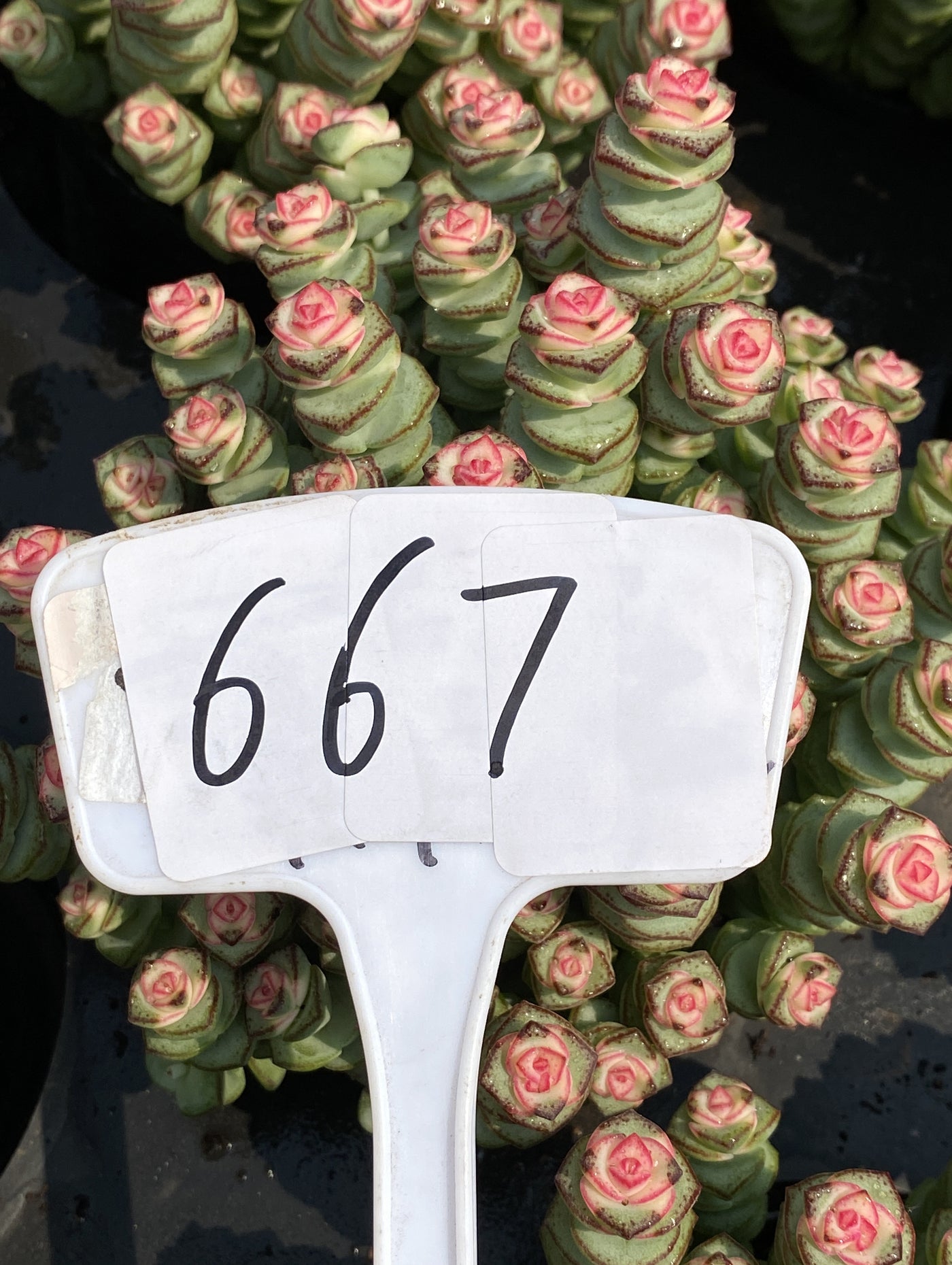 TH667     多肉植物     （36株）セット
