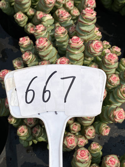 TH667     多肉植物     （36株）セット