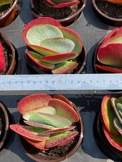 TH664     多肉植物     （24株）セット