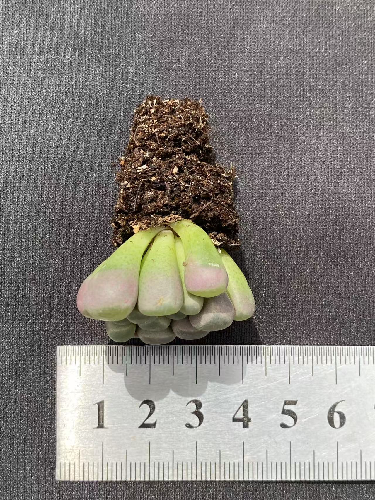 多肉植物 イソズリダマ 128株セット 品番AB0093