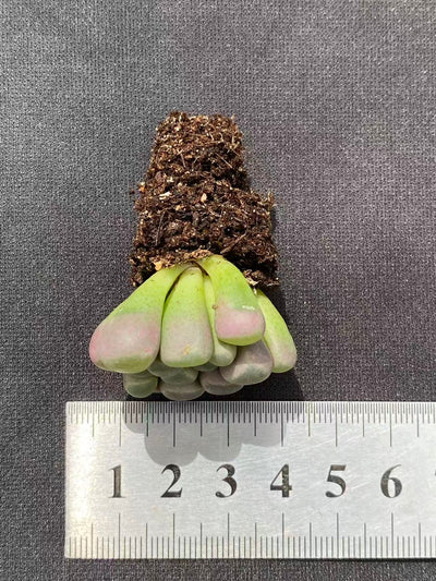 多肉植物 イソズリダマ 128株セット 品番AB0093