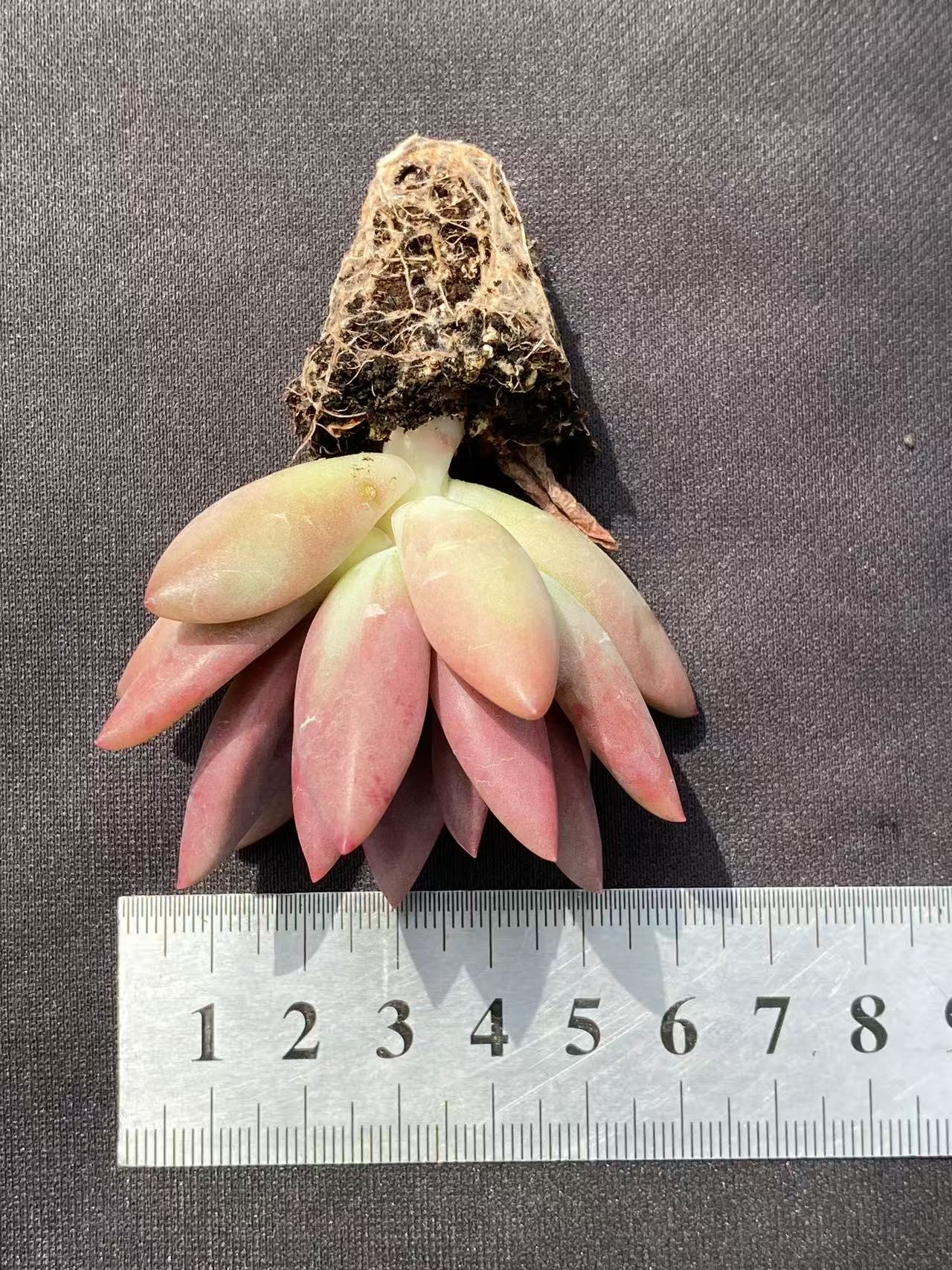 多肉植物 トウカゲン 105株セット 品番AB0080
