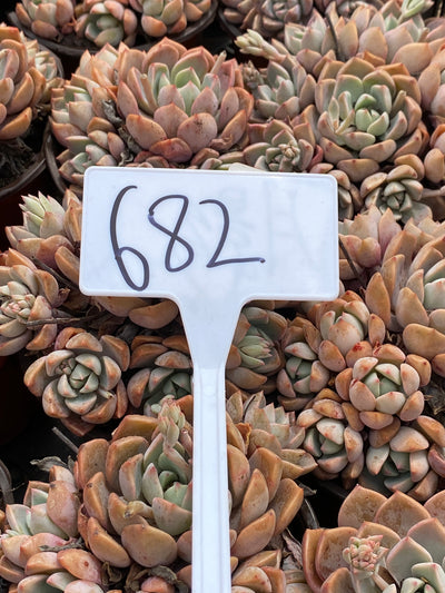 TH682     多肉植物     （18株）セット