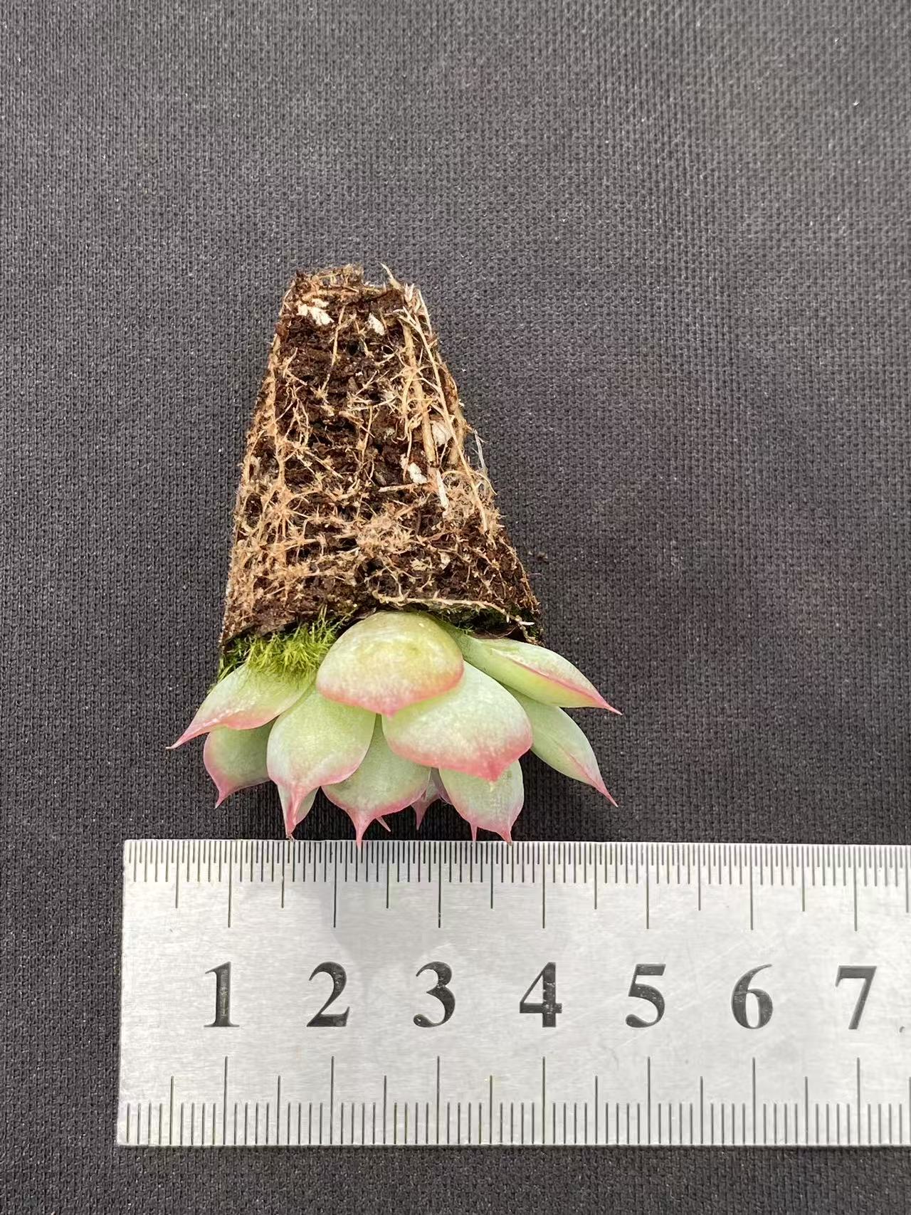 多肉植物 ハスハナ 128株セット 品番AB0092