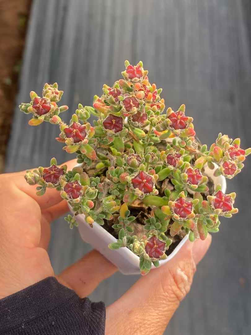 多肉植物 ルビー 50株セット 2号鉢 品番AA00006