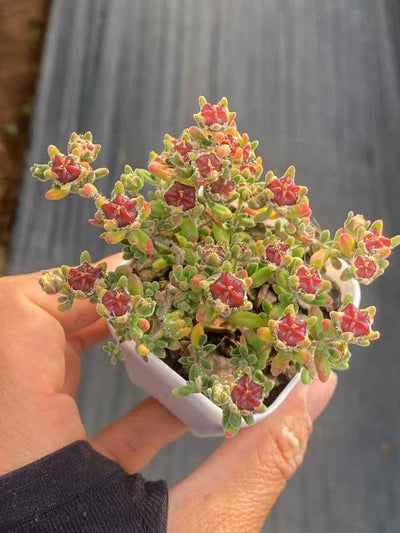 多肉植物 ルビー 50株セット 2号鉢 品番AA00006