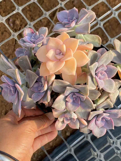 多肉植物 シジル・ニシキ 15株セット 5号鉢 品番AA00054