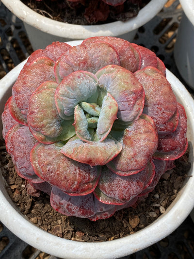 TH683     多肉植物   ハートディライト  （15株）セット