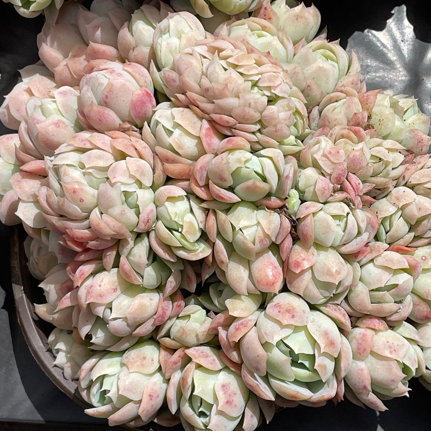 TH538     多肉植物   12800/28颗  （12株）セット