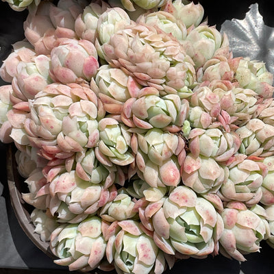 TH538     多肉植物   12800/28颗  （12株）セット