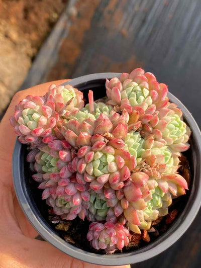 多肉植物 ヨウシキュウ 30株セット 3号鉢 品番AA00036