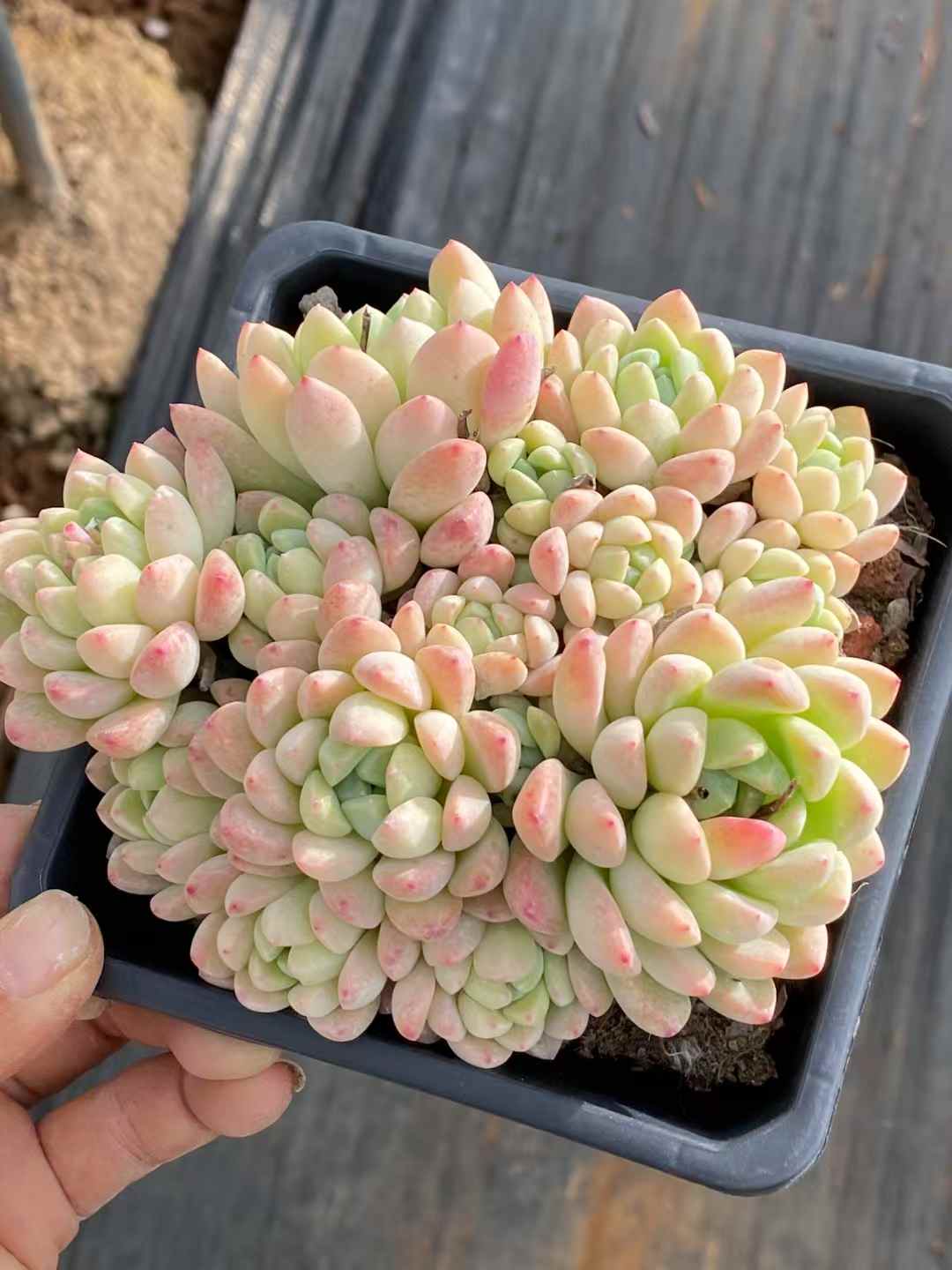多肉植物 ギョクカン 30株セット 4号鉢 品番AA00049