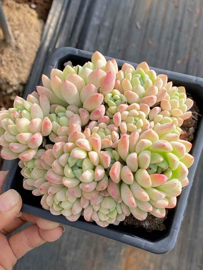 多肉植物 ギョクカン 30株セット 4号鉢 品番AA00049