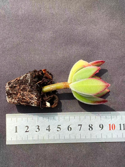 多肉植物 キンコウセイ 72株セット 品番AB0078