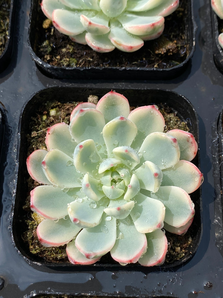 TH678 多肉植物 姫蓮錦 （54株）セット – 花のパッセージ