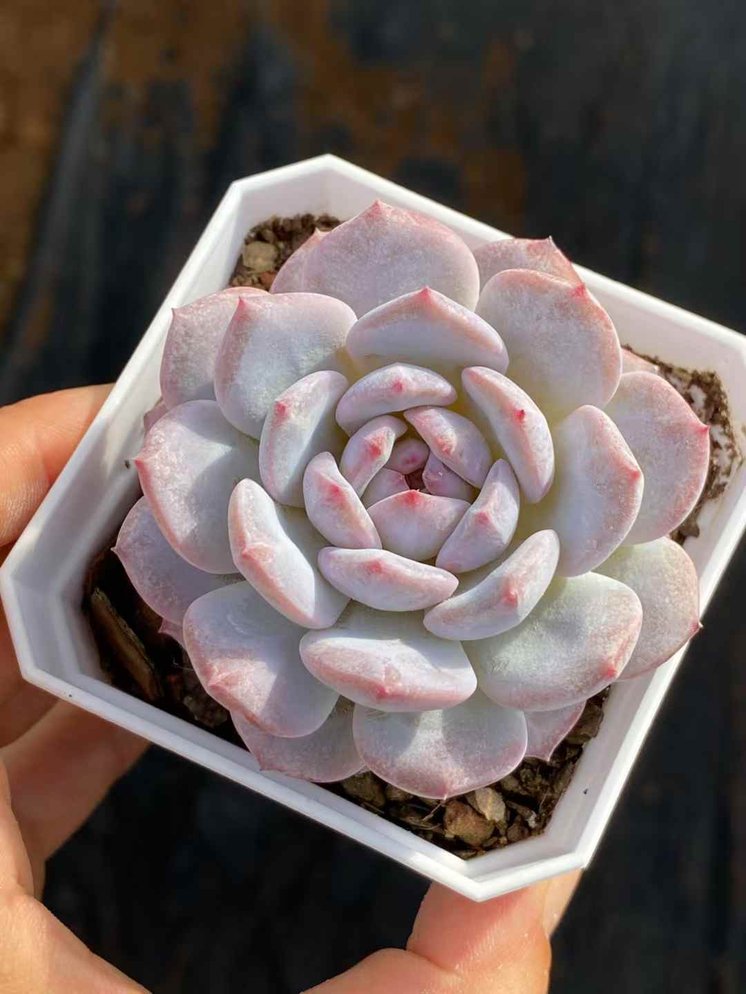 多肉植物 スターオレンジ 50株セット 2.5号鉢 品番AA00021