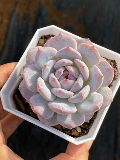 多肉植物 スターオレンジ 50株セット 2.5号鉢 品番AA00021