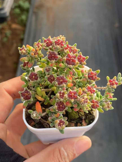 多肉植物 ルビー 50株セット 2号鉢 品番AA00006