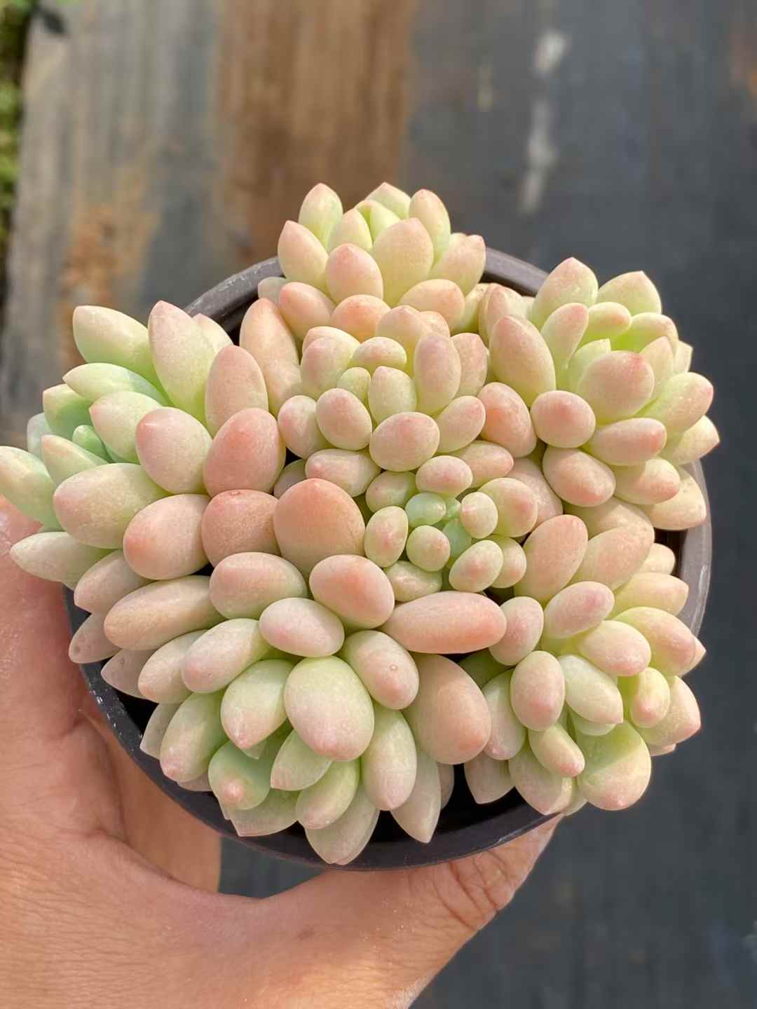 多肉植物 ロココ 18株セット 3号鉢 品番AA00038