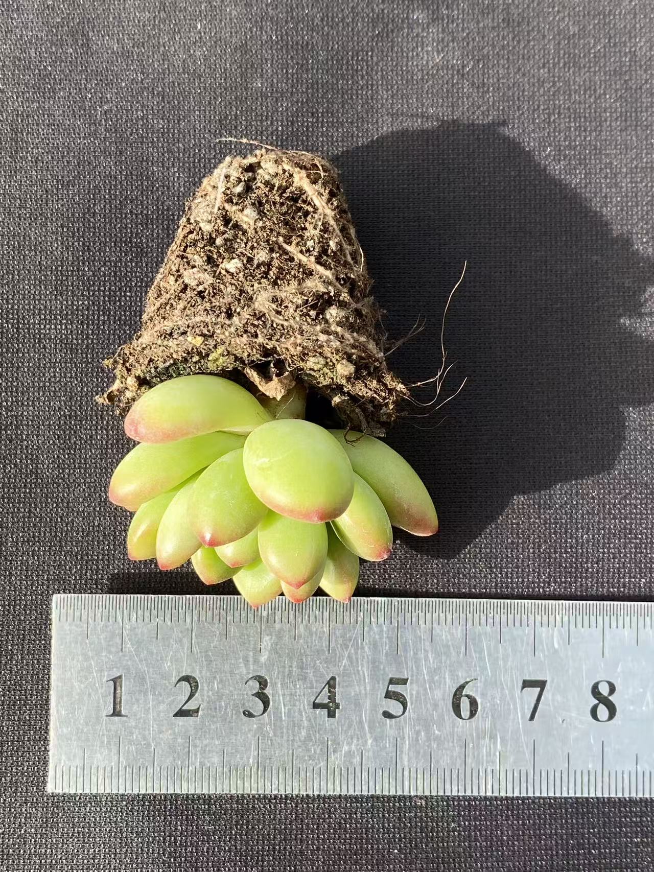 多肉植物 コウカク 72株セット 品番AB0105