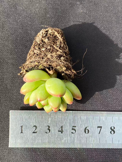 多肉植物 コウカク 72株セット 品番AB0105