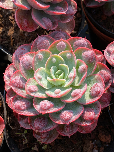 TH611     多肉植物     （24株）セット