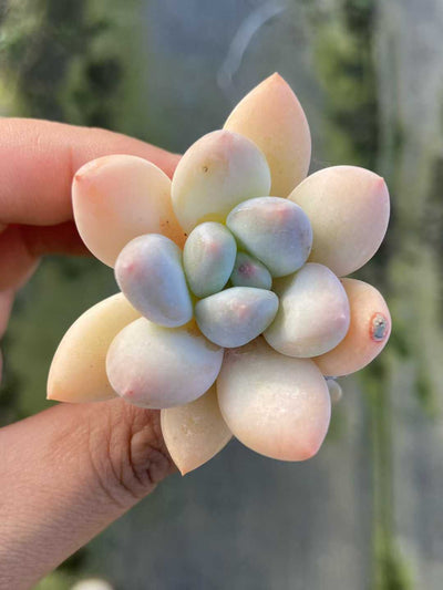 多肉植物 フンコウスイ 105株セット 品番AB0109