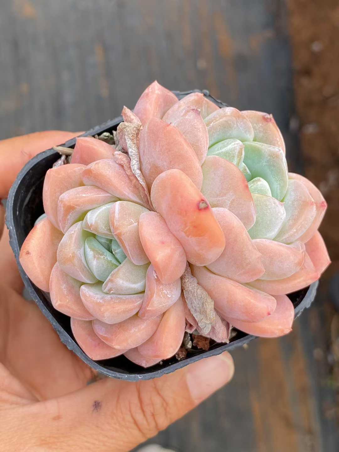 多肉植物 コウム 50株セット 2.5号鉢 品番AA00060