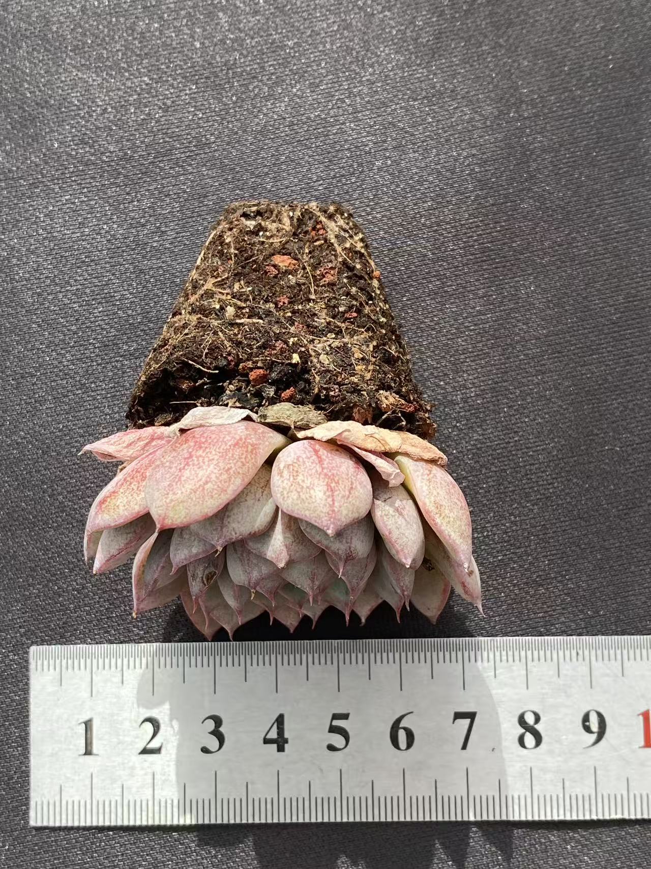 多肉植物 ベンバ 50株セット 品番AB0098