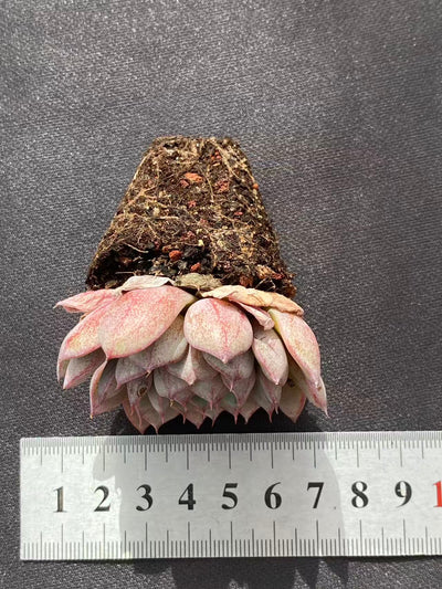 多肉植物 ベンバ 50株セット 品番AB0098