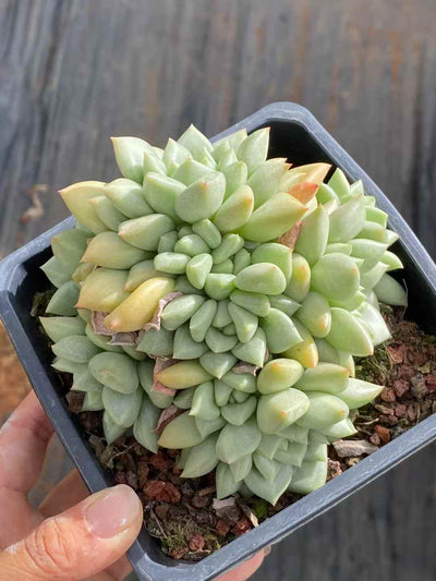 多肉植物 アイボリー 12株セット 4号鉢 品番AA00047