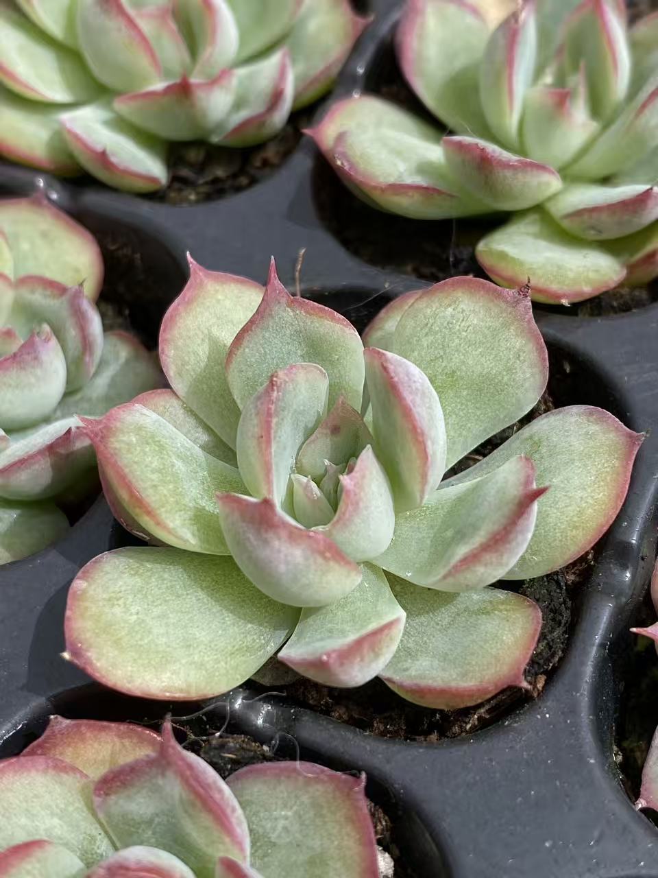 多肉植物 ハスハナ 128株セット 品番AB0092