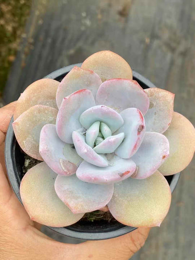 多肉植物 ミルクティー 30株セット 3号鉢 品番AA00030